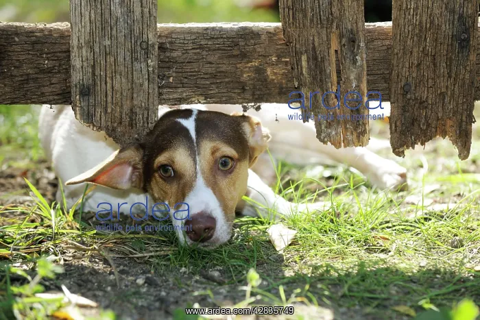 : DOG. Jack russell terrier looking through garden fence : DOG. Jack russell terrier looking through garden fence