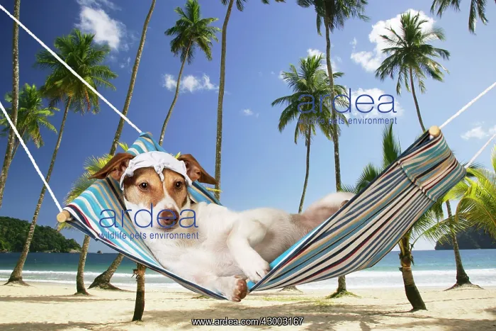 : DOG - Jack russell terrier lying in hammock : DOG - Jack russell terrier lying in hammock