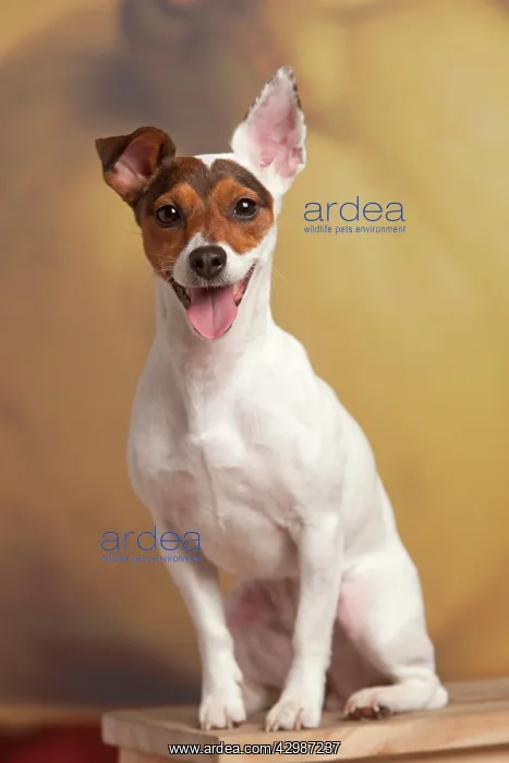  : Dog - Jack Russell Terrier - mouth open