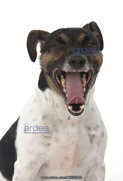  : DOG. Jack Russell Terrier, mouth open, in studio