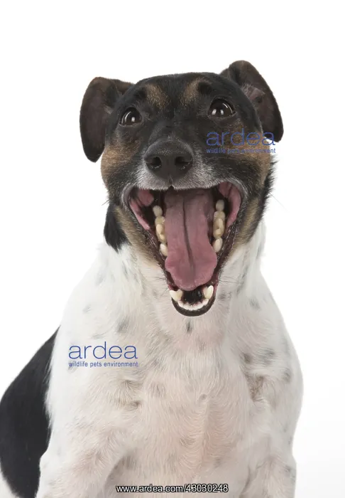  : DOG. Jack Russell Terrier, mouth open, in studio