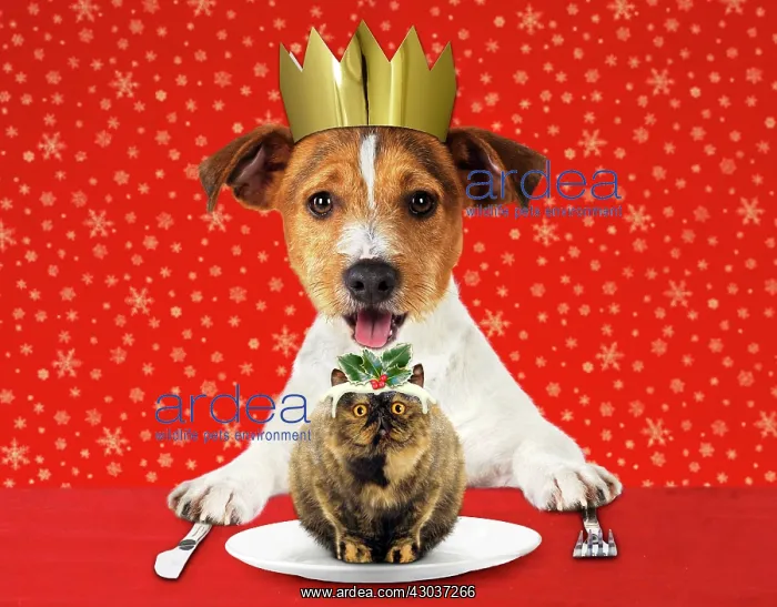 : DOG - Jack Russell Terrier with open mouth wearing : DOG - Jack Russell Terrier with open mouth wearing