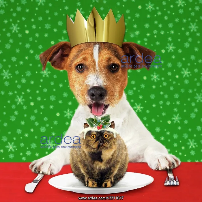 : DOG - Jack Russell Terrier with open mouth wearing : DOG - Jack Russell Terrier with open mouth wearing
