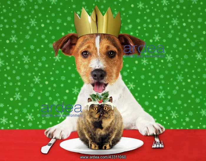: DOG - Jack Russell Terrier with open mouth wearing : DOG - Jack Russell Terrier with open mouth wearing