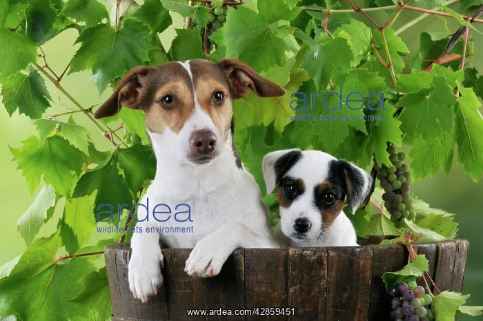 : DOG. Jack russell terrier and parson jack russell