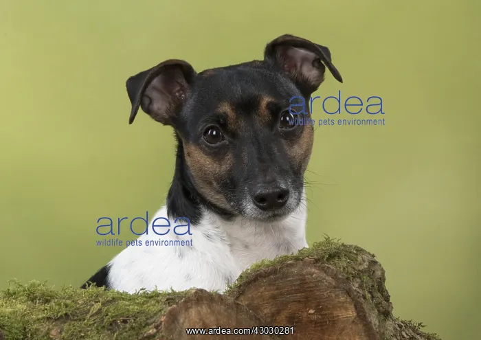  : DOG. Jack Russell Terrier, paws over logs