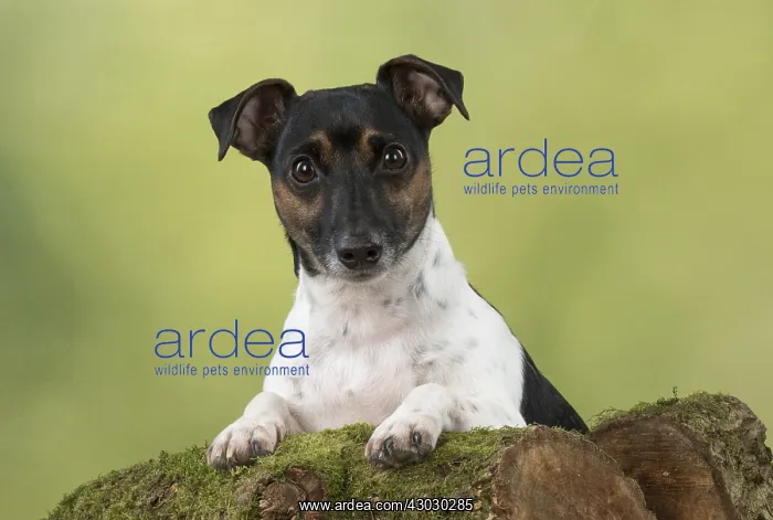  : DOG. Jack Russell Terrier, paws over logs