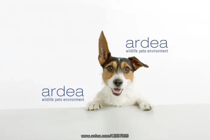 : Dog - Jack Russell Terrier - with front paws on table : Dog - Jack Russell Terrier - with front paws on table