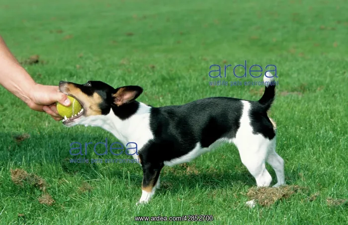 : Dog - Jack Russell Terrier playing with ball in man's hand : Dog - Jack Russell Terrier playing with ball in man's hand