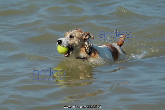 : Dog - Jack Russell Terrier playing with ball in the sea : Dog - Jack Russell Terrier playing with ball in the sea