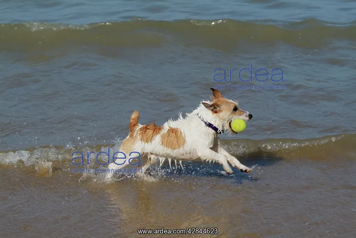 : Dog - Jack Russell Terrier playing with ball in the sea : Dog - Jack Russell Terrier playing with ball in the sea