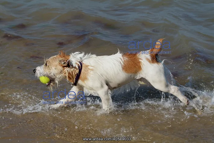 : Dog - Jack Russell Terrier playing with ball in the sea : Dog - Jack Russell Terrier playing with ball in the sea