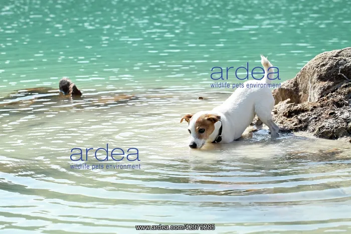  : Dog - Jack Russell Terrier - playing in water