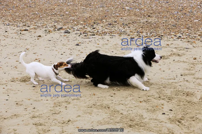 : DOG. Jack russell terrier pulling on border collies tail : DOG. Jack russell terrier pulling on border collies tail