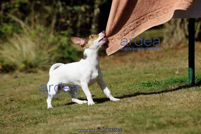 : DOG. Jack russell terrier pulling washing off washing line : DOG. Jack russell terrier pulling washing off washing line