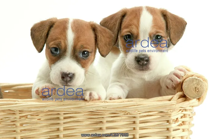 : DOG - Jack Russell Terrier, two puppies in basket : DOG - Jack Russell Terrier, two puppies in basket