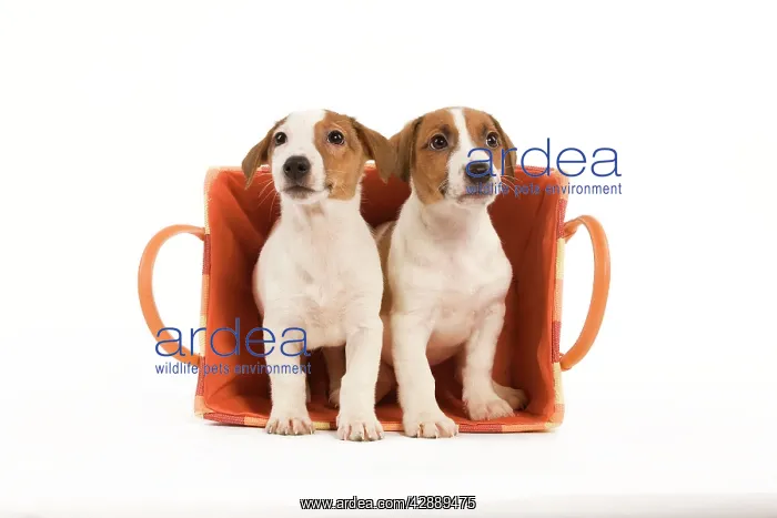 : Dog - two Jack Russell Terrier puppies in basket : Dog - two Jack Russell Terrier puppies in basket