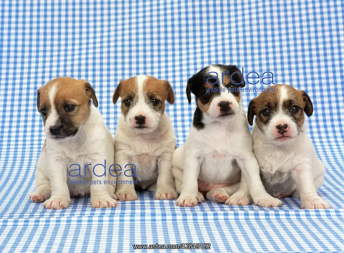 : DOG - Jack Russell Terrier puppies on blue gingham