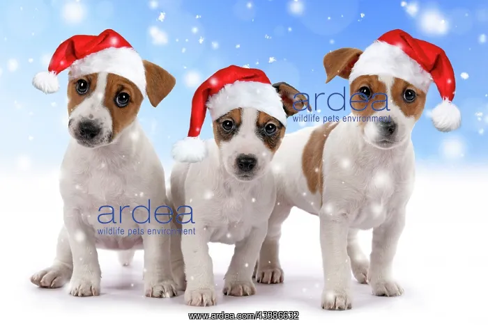 : DOG. Three Jack Russell Terrier puppies, sitting : DOG. Three Jack Russell Terrier puppies, sitting