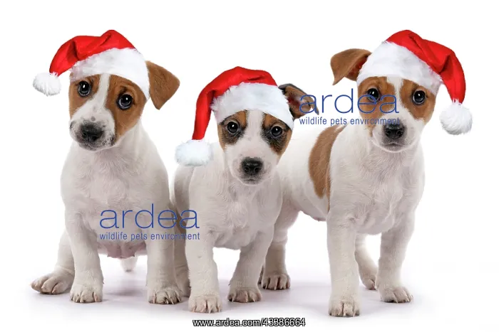 : DOG. Three Jack Russell Terrier puppies, sitting : DOG. Three Jack Russell Terrier puppies, sitting