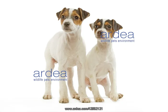 : Dog - Jack Russell Terrier - two puppies in studio : Dog - Jack Russell Terrier - two puppies in studio