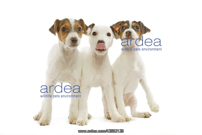 : Dog - Jack Russell Terrier - three puppies in studio : Dog - Jack Russell Terrier - three puppies in studio