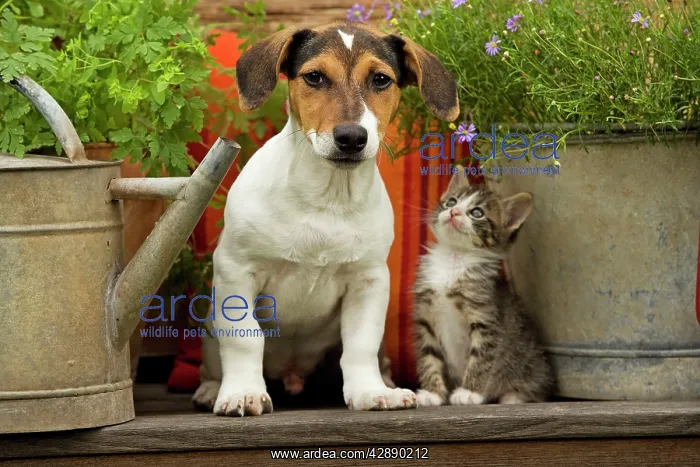 : Dog - Jack Russell Terrier puppy (3 months old) : Dog - Jack Russell Terrier puppy (3 months old)