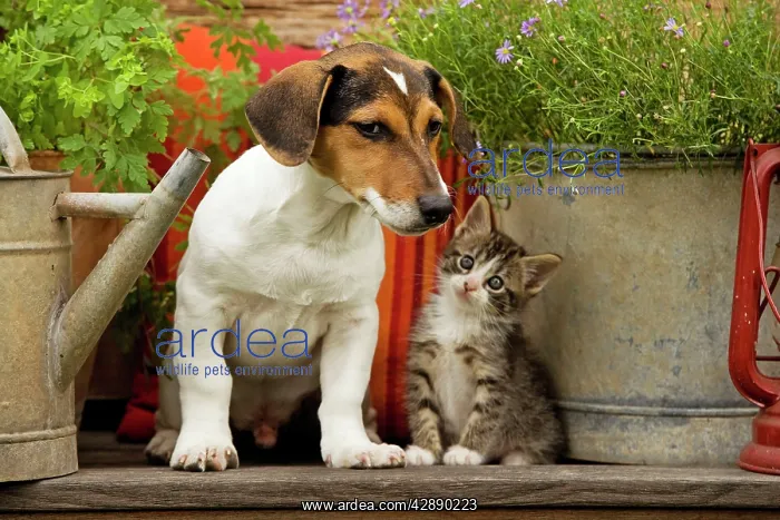 : Dog - Jack Russell Terrier puppy (3 months old) : Dog - Jack Russell Terrier puppy (3 months old)