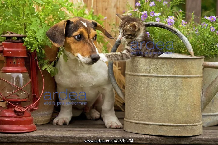 : Dog - Jack Russell Terrier puppy (3 months old) : Dog - Jack Russell Terrier puppy (3 months old)