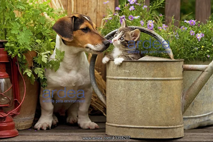 : Dog - Jack Russell Terrier puppy (3 months old) : Dog - Jack Russell Terrier puppy (3 months old)