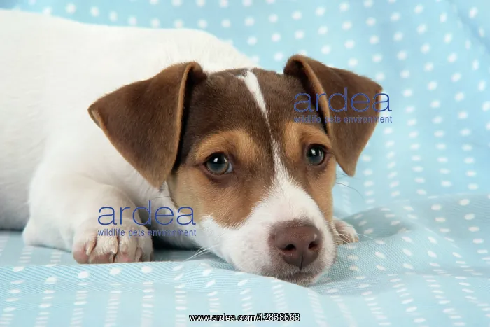 : DOG. Jack Russell Terrier puppy : DOG. Jack Russell Terrier puppy