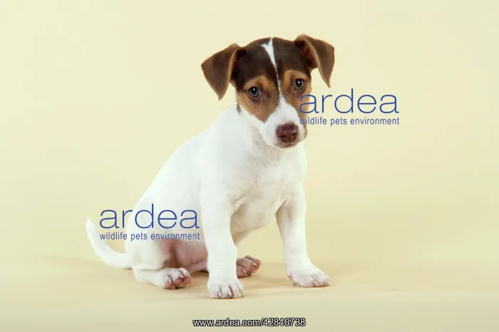  : Dog - Jack Russell Terrier puppy
