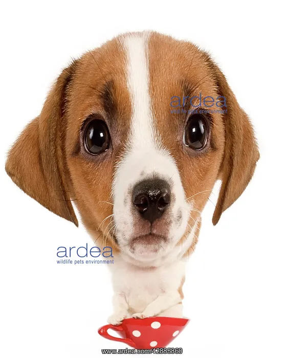 : Dog - Jack Russell Terrier - puppy : Dog - Jack Russell Terrier - puppy