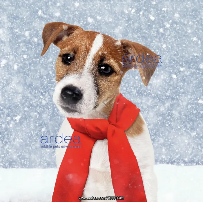 : Dog - Jack Russell Terrier Puppy : Dog - Jack Russell Terrier Puppy