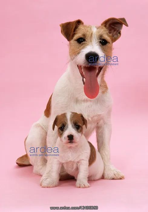 : DOG - Jack Russell Terrier with puppy : DOG - Jack Russell Terrier with puppy