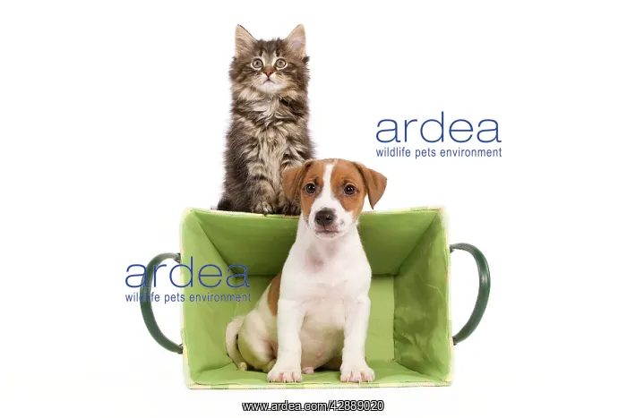 : Dog - Jack Russell Terrier puppy in basket with : Dog - Jack Russell Terrier puppy in basket with