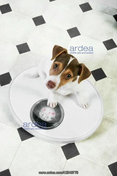 : Dog - Jack Russell Terrier puppy on bathroom scales : Dog - Jack Russell Terrier puppy on bathroom scales