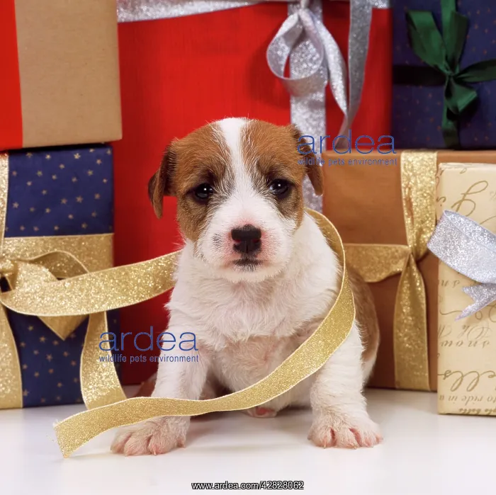 : DOG - Jack Russell Terrier puppy with Christmas presents : DOG - Jack Russell Terrier puppy with Christmas presents