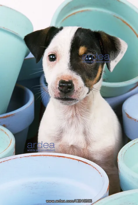 : DOG - Jack Russell Terrier puppy among flowerpots : DOG - Jack Russell Terrier puppy among flowerpots
