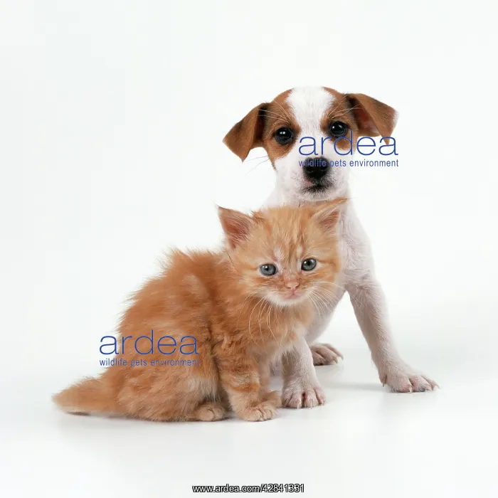  : DOG - Jack Russell Terrier puppy and Ginger Kitten