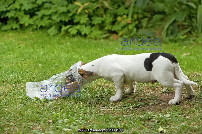 : Dog - Jack Russell Terrier puppy - looking in discarded : Dog - Jack Russell Terrier puppy - looking in discarded