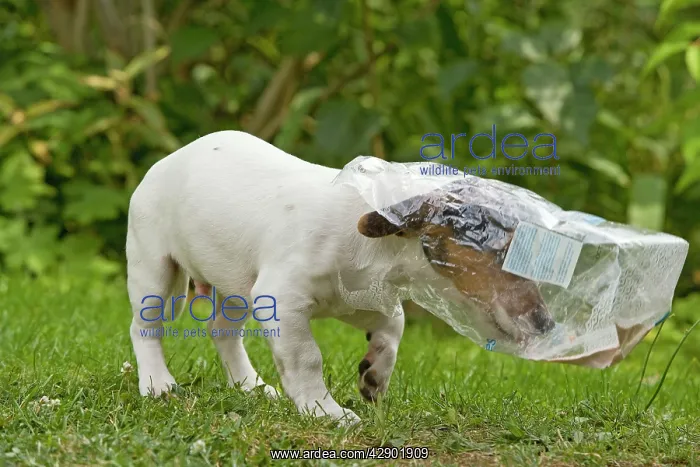 : Dog - Jack Russell Terrier puppy - looking in discarded : Dog - Jack Russell Terrier puppy - looking in discarded