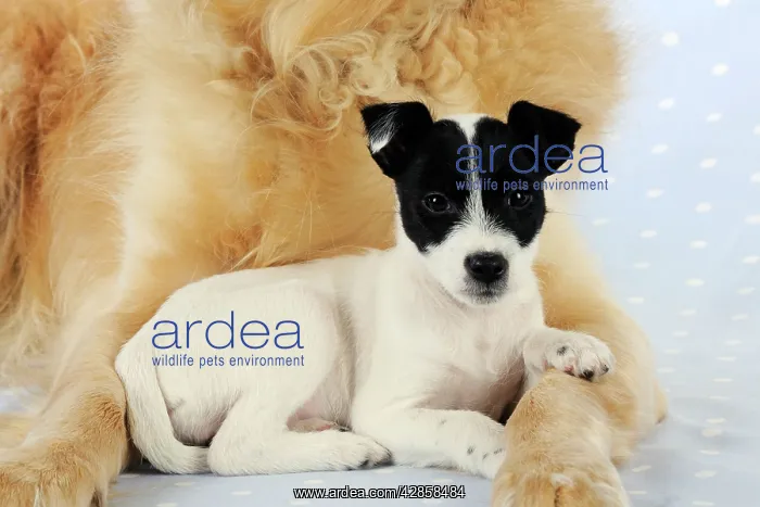 : DOG. Jack russell terrier puppy lying in front : DOG. Jack russell terrier puppy lying in front