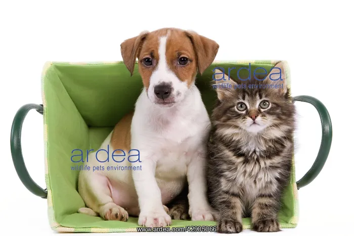 : Dog - Jack Russell Terrier puppy with Norwegian : Dog - Jack Russell Terrier puppy with Norwegian
