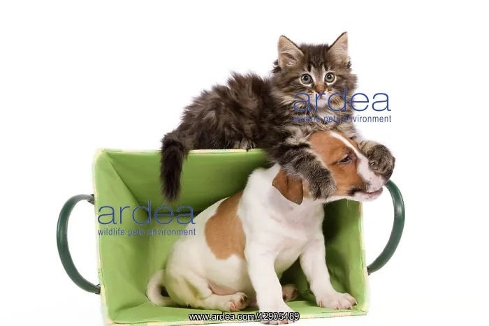 : Dog - Jack Russell Terrier puppy playing with Norwegian : Dog - Jack Russell Terrier puppy playing with Norwegian