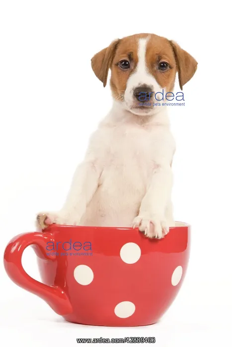 : Dog - Jack Russell Terrier puppy in a red & white : Dog - Jack Russell Terrier puppy in a red & white
