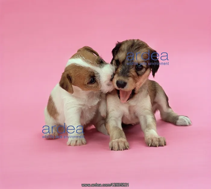 : DOG - Jack Russell Terrier puppy and Saluki puppy : DOG - Jack Russell Terrier puppy and Saluki puppy