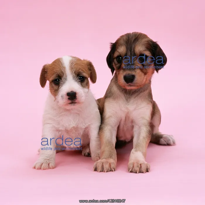  : DOG - Jack Russell Terrier puppy and Saluki puppy
