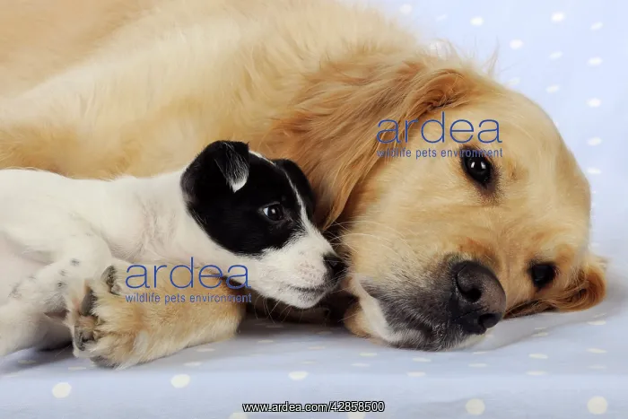 : DOG. Jack russell terrier puppy smelling golden : DOG. Jack russell terrier puppy smelling golden