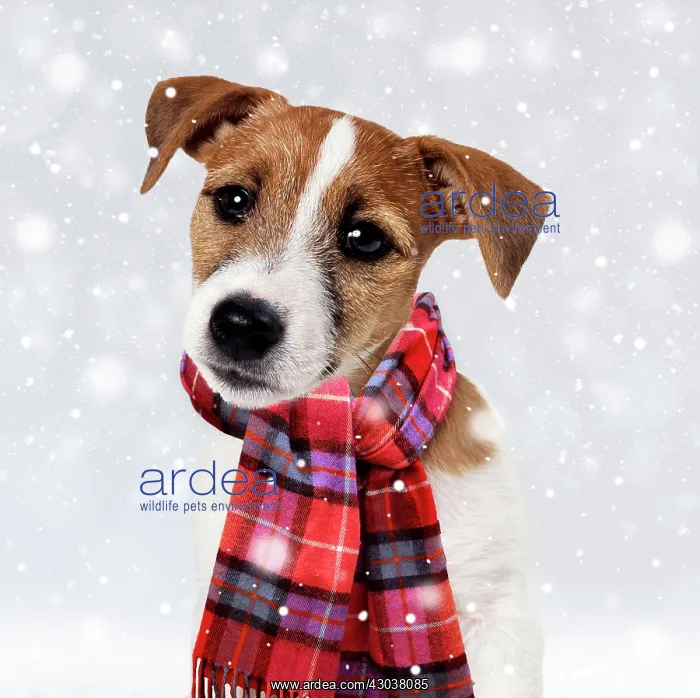 : Dog - Jack Russell Terrier Puppy wearing Christmas : Dog - Jack Russell Terrier Puppy wearing Christmas